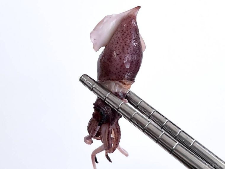 ボイルほたるいかを箸で持ち上げている様子