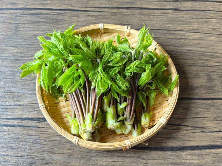 ザルに盛られたコシアブラ