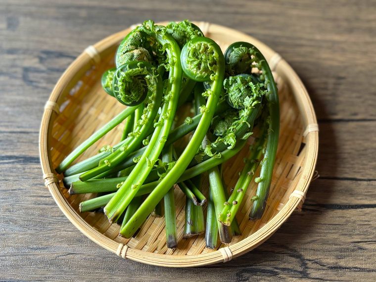 ザルに盛られたこごみ