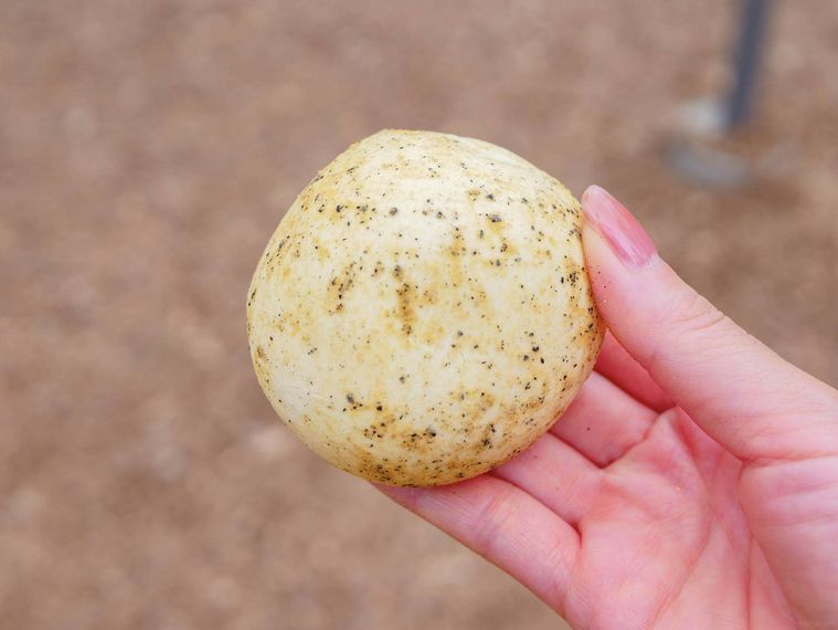 トリュフじゃがいもパン