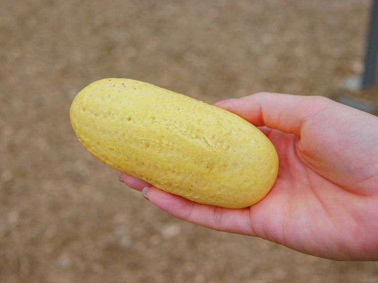 とうもろこしパン