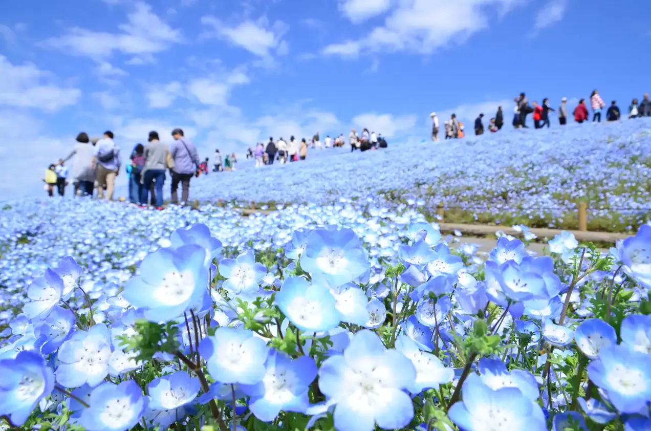国営ひたち海浜公園