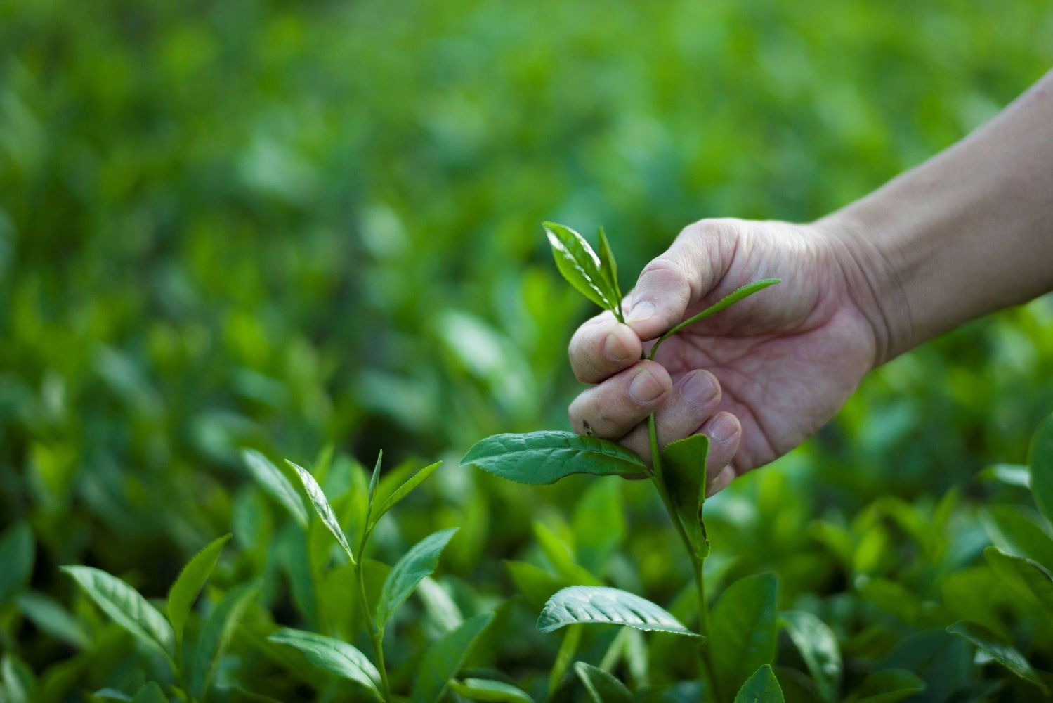 特徴3霧島連山に囲まれた絶景の茶畑で新茶摘みと釜炒り体験