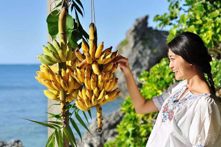 3. やんばる直送もぎたてバナナを楽しむプログラム