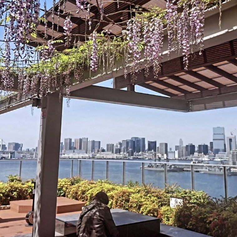 豊洲市場の眺め