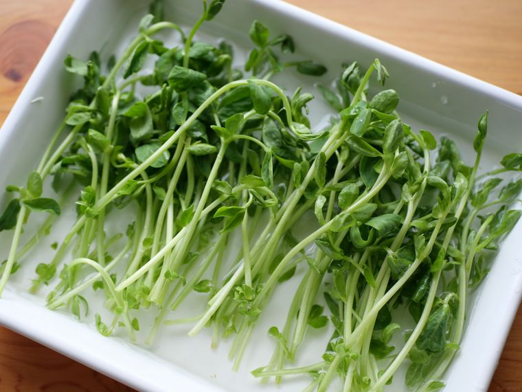 白いホーローバッドに入った水とカットされた豆苗の葉部分
