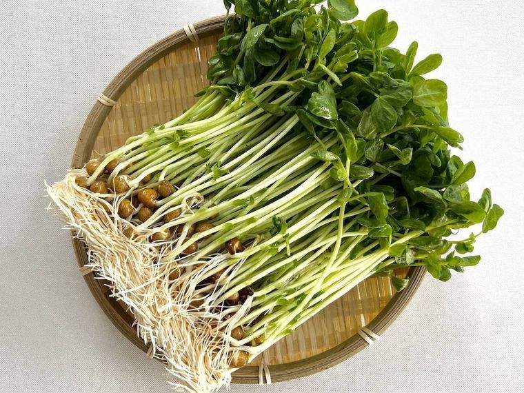 竹ザルの上に豆苗が置かれている