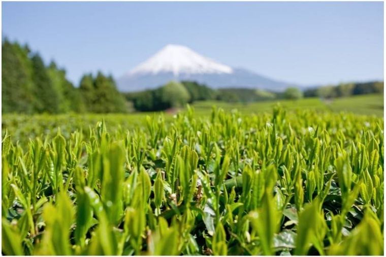 茶畑と富士山