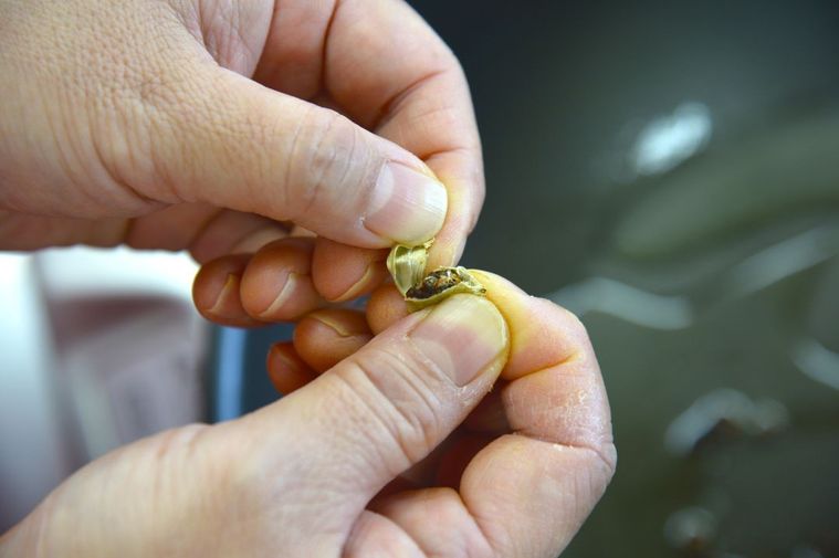 カルダモンの皮を指で裂く様子
