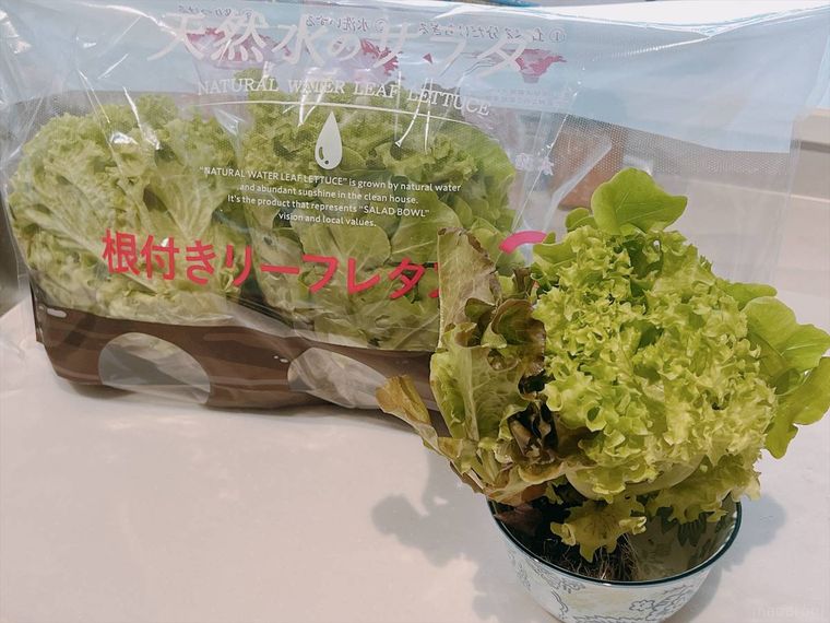 コストコで購入した根付きリーフレタス