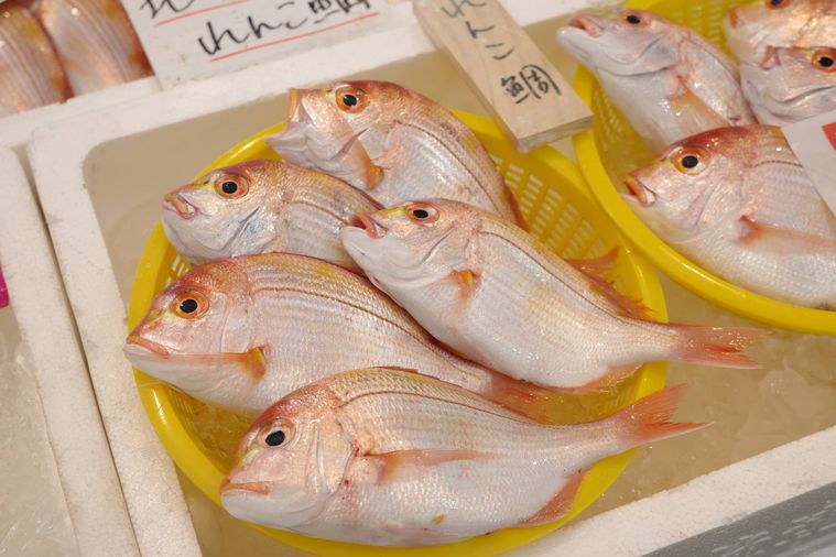 れんこ鯛