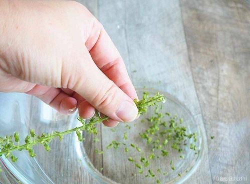 しその実の塩漬け アイデアレシピ12選 意外と使える万能食材 Macaroni