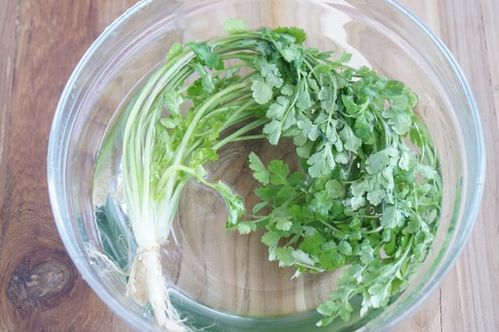 パクチー(1kg)冷蔵発送 今の時期常温発送できずにご購入者住所