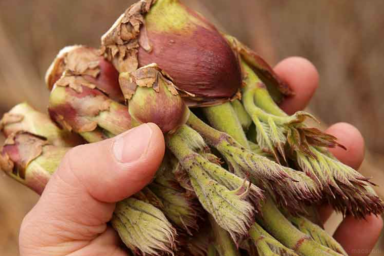 手で持ったたらの芽