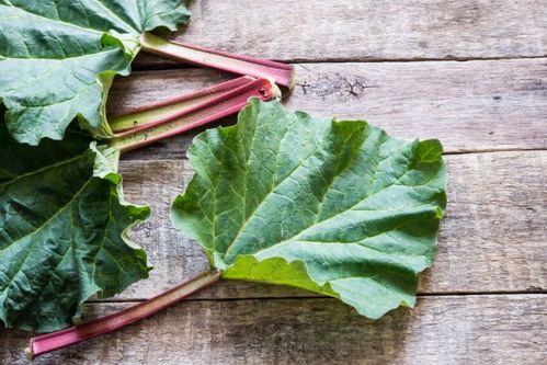 赤さがまぶしい ルバーブ とは 栽培方法や人気レシピまで伝授 Macaroni