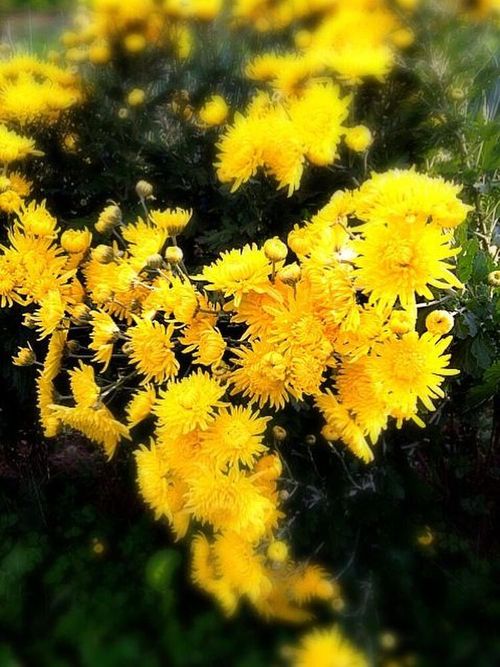 え 食べないの 食用菊 の栄養と効果効能がすごい Macaroni