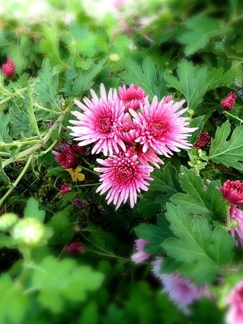 え 食べないの 食用菊 の栄養と効果効能がすごい Macaroni