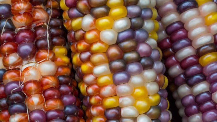 自宅で簡単 虹色に輝く グラスジェムコーン を種から育てよう Macaroni