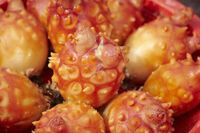 貝でもナマコでもない 珍味 ホヤの塩辛 についてご紹介 Macaroni