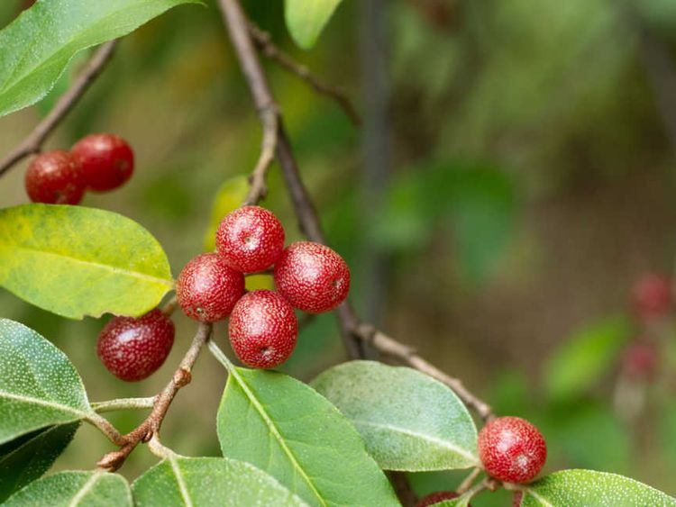あなたは見たことある 不思議な果実 グミの実 の実態に迫る Macaroni