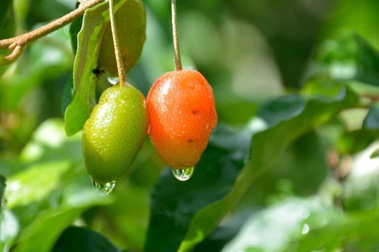あなたは見たことある 不思議な果実 グミの実 の実態に迫る 2ページ目 Macaroni