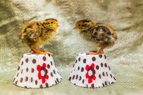 確率は分の１ うずらの卵 孵化のさせ方 育て方 4ページ目 Macaroni