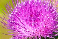 なんてネガティブ ごぼう の花言葉が胸に迫るほど切実だった 3ページ目 Macaroni