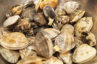 何かと便利なあさりの保存法 砂抜き方法と冷凍保存方法 Macaroni