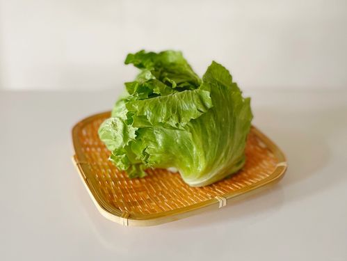 【冷蔵・冷凍・カット】レタスの上手な保存方法を徹底紹介