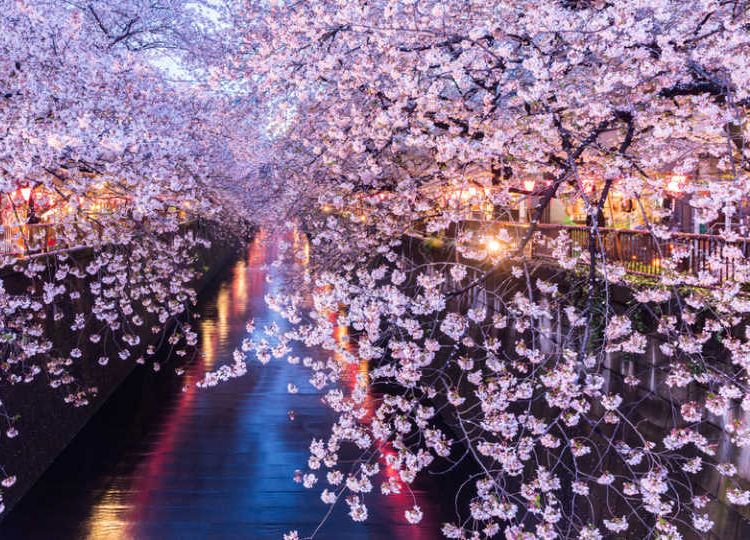 目黒川沿いの桜は格別 中目黒でお花見できるレストラン選 Macaroni