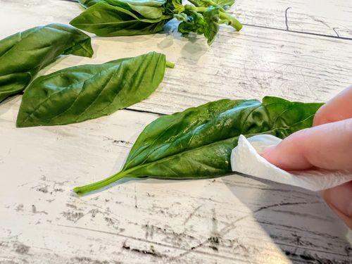 バジルのおすすめ保存方法は 冷凍 乾燥 冷蔵 保存レシピ5選も 3ページ目 Macaroni