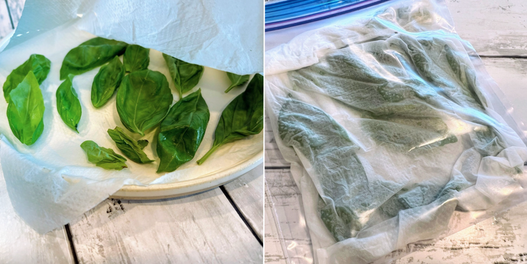 湿らせたキッチンペーパーにバジルの葉を包み、ジップ付き保存袋に入れたもの
