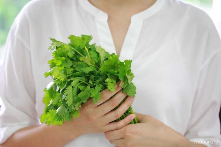 臭いの克服法も伝授 パクチーの味の例えが カメムシ な科学的な理由 Macaroni