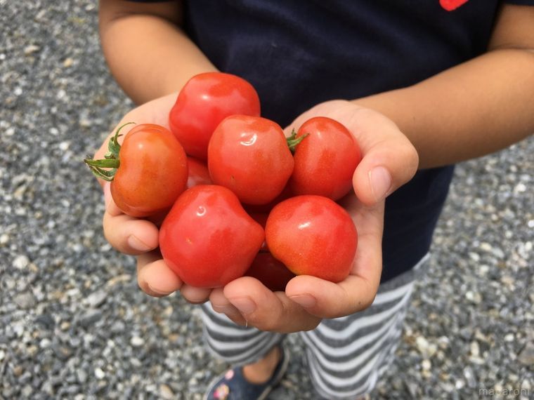 トマトを両手で持っている様子