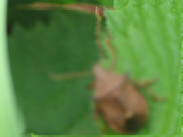 パクチーの和名は カメムシ草 匂い成分に納得の理由 Macaroni