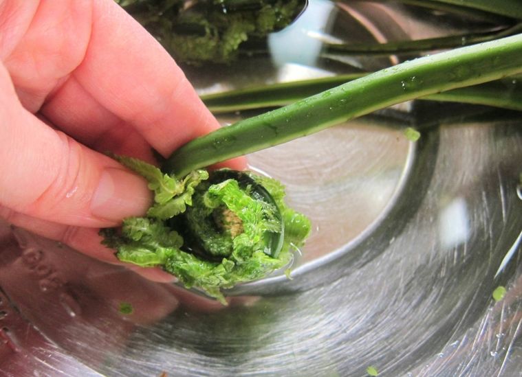 こごみを手洗いしているところ