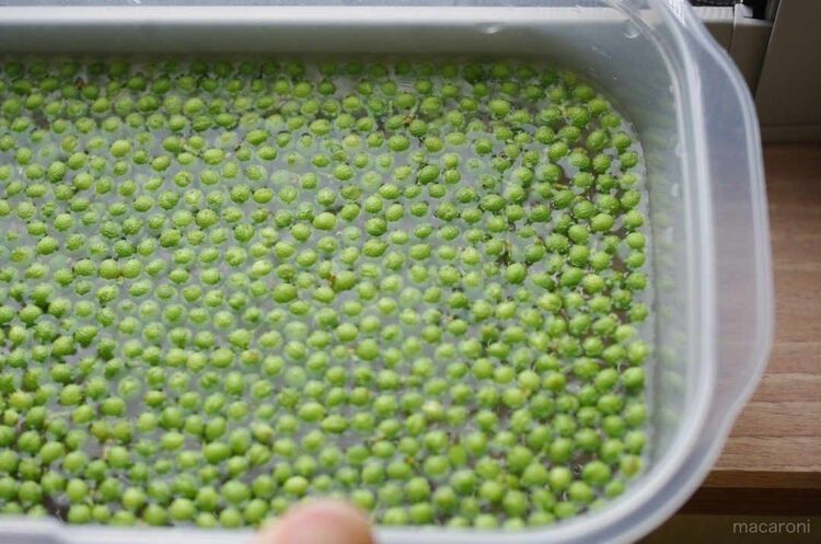 ピリッと大人の味 山椒の実で作る佃煮の基本 活用レシピ7選 Macaroni