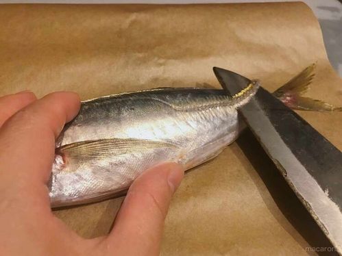 アジ の基本のさばき方 3パターンさえわかればどんな料理もok Macaroni