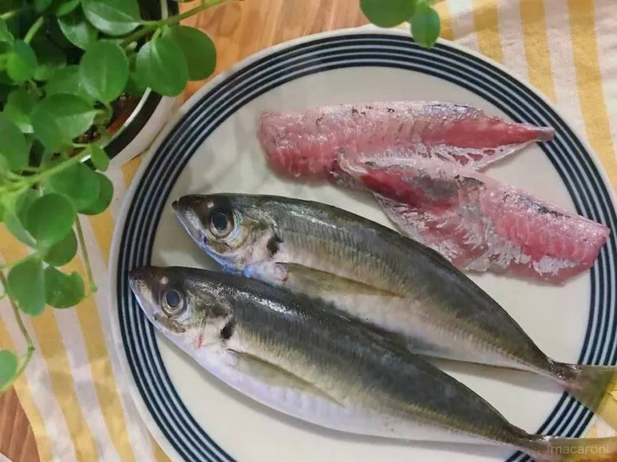 【専用ページ】あじさん専用 NEW! FIJIガイド ☆ 鯵・ビシ オリジナル 口の弱い鯵 対策☆ アジ