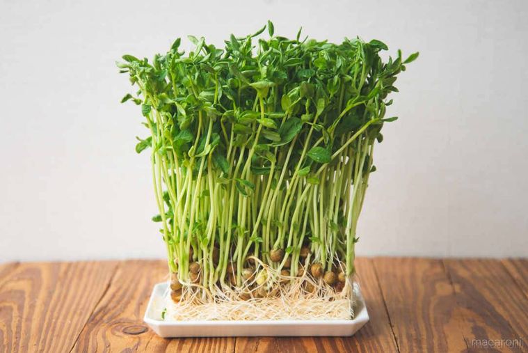 白い皿にのせた豆苗
