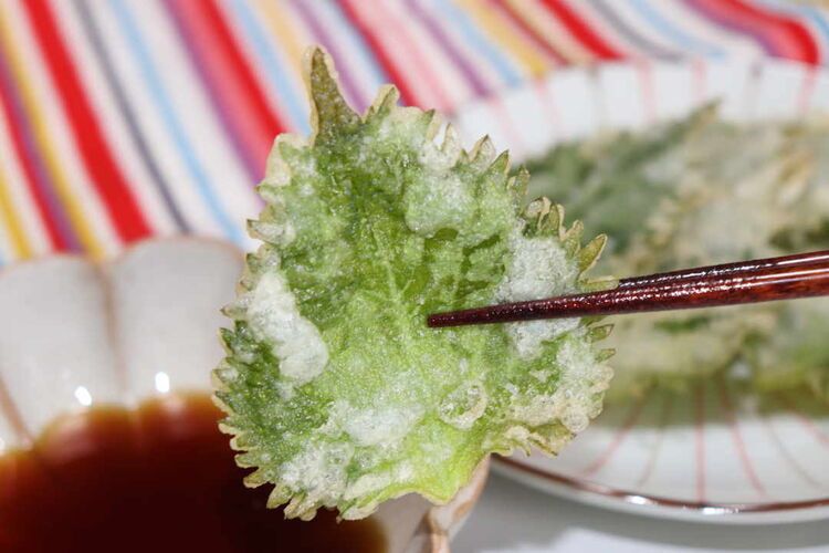 お酢の力でサクサク食感 大葉の天ぷらの作り方 Macaroni