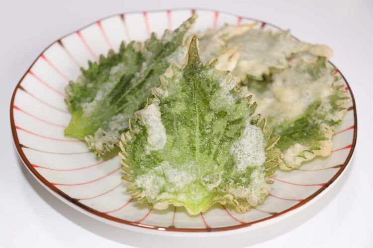 お酢の力でサクサク食感 大葉の天ぷらの作り方 Macaroni