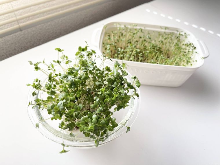 白い保存容器とガラスのボウルに入ったスプラウト