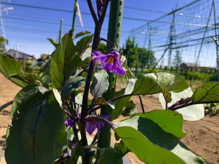 紫色の茄子の花がなる様子