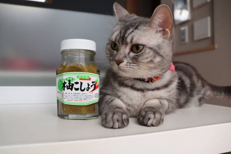 【料理上手のふだんごはん vol.9】riiさんの物語の画像