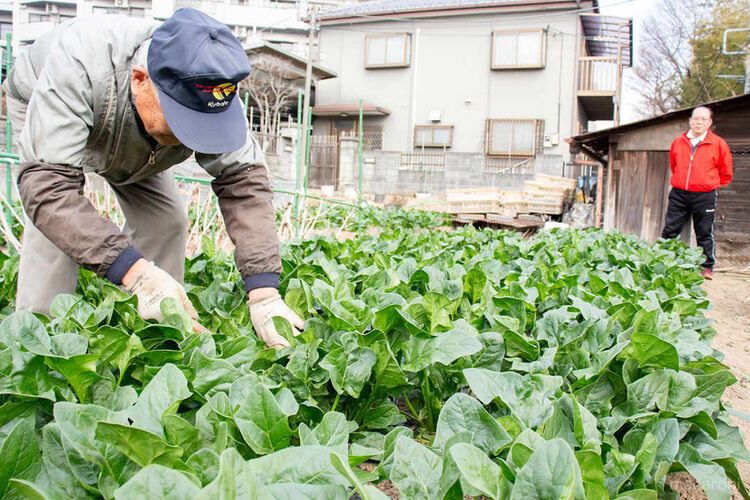 ほうれん草の収穫を見守る代表