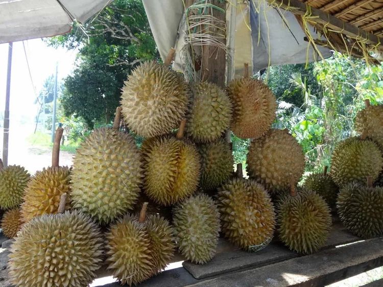 トロピカルなおいしさ!南国フルーツのおすすめ8選の画像