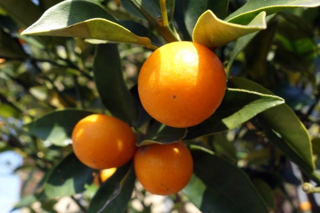 栄養がたっぷり天然のビタミン剤 キンカンの栄養素と特徴 Macaroni