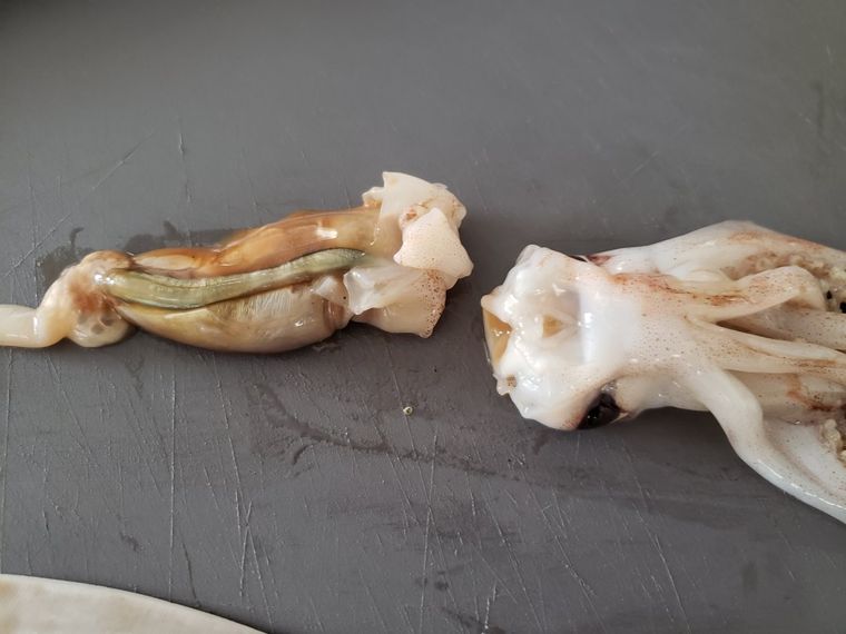 イカは冷凍保存が正解 部位ごとの下処理やおすすめの保存法 Macaroni