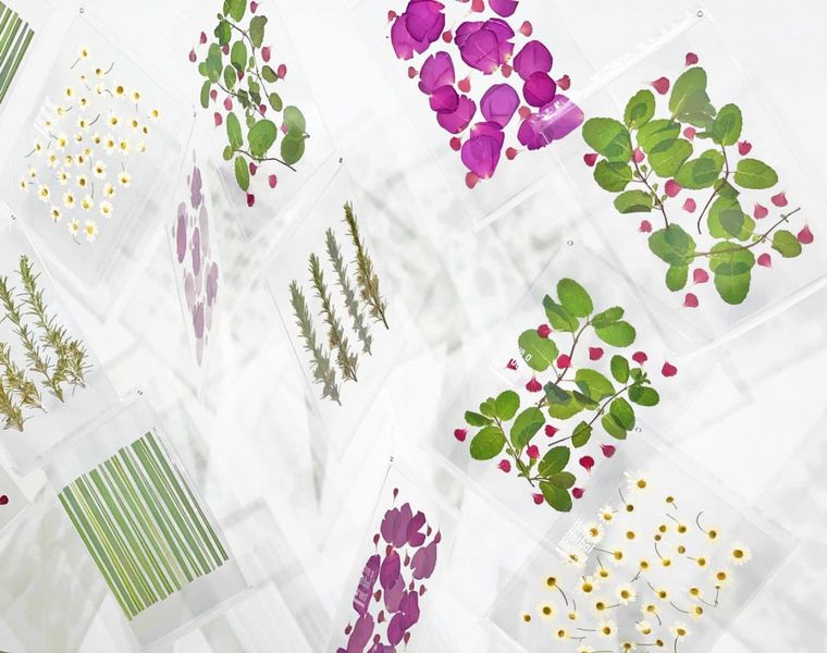 飲んで、飾るハーブティー。「Have a Herbal Harvest」をおうち時間のおともにの画像